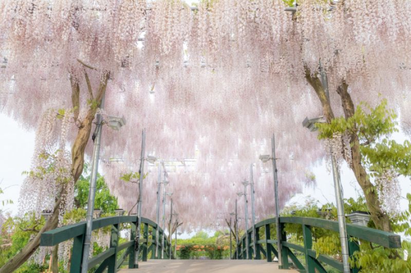 lễ hội hoa tử đằng tại công viên Ashikaga lễ hội hoa tử đằng tại công viên Ashikaga